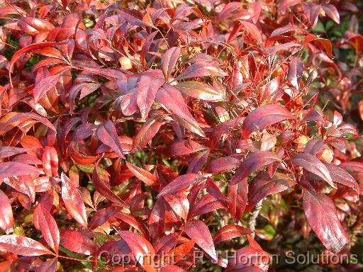 Nandina dwarf 